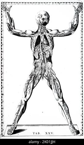 Front view of the blood vessels. From Bartolemmeo Eustachi Tabulae Anatomicae, Amsterdam 1722. Stock Photo
