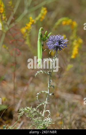 european mantis - mantis religiosa - standing on blooming heads of a globe thistles in summer Stock Photo