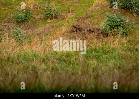 Indian wild male leopard or panther or panthera pardus fusca camouflage in monsoon green grass at ranthambore national park forest rajasthan india Stock Photo