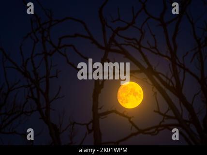 Full moon between tree branches, moon glow Stock Photo