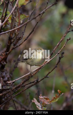 Willow Warbler (Phylloscopus trochilus) Norfolk GB UK September 2022 Stock Photo