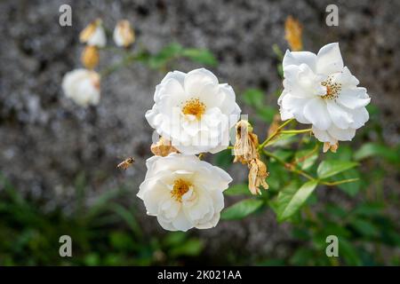 Closeup shot of white rose against blurred background - great for wallpaper Stock Photo