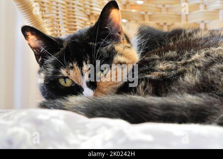 Close up of a tortoiseshell cat with green yellow eyes staring straight into the camera Stock Photo
