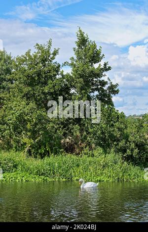 A single mute swan, Cygnus Olor on the water of a countryside river with a background of trees in full leaf on the embankment, Surrey UK Stock Photo