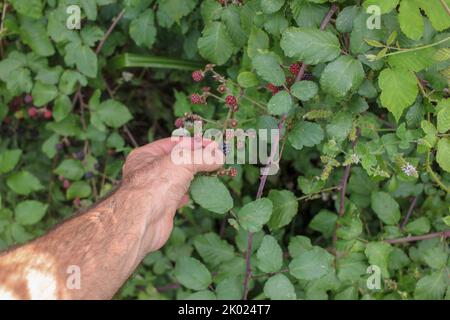 picking blackberries in the middle of nature and close to a river Stock Photo