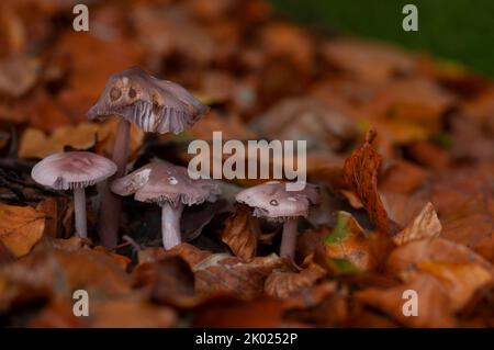 Fungi are a natural type of mushroom, toadstool of plant that grows on the damp floor of woodland and forests Stock Photo