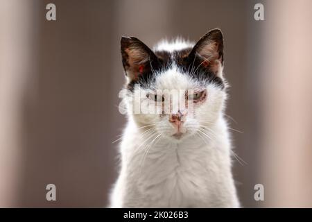 close up portrait of sick stray cat portrait in palma de mallorca, spain Stock Photo