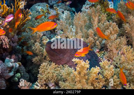 A Giant moray eel (Gymnothorax javanicus) in the coral reef with its head sticking out surrounded with soft coral and bright orange anthia fish or sea Stock Photo