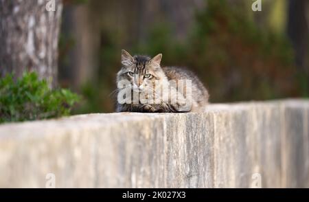 tabby stray cat with tipped ear resting on a concrete wall in mallorca ...