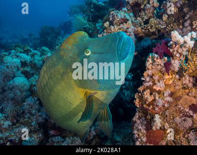 A large Napoleon wrasse (Cheilinus undulatus) fish swimming over the reef with a hump on its forehead and yellow gold and green coloration Stock Photo