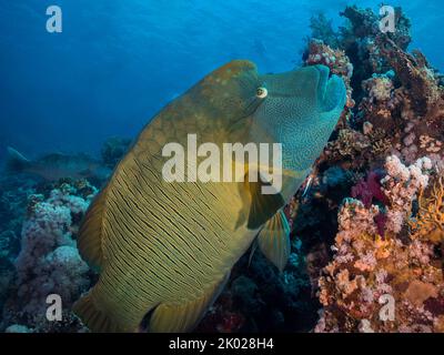 A large Napoleon wrasse (Cheilinus undulatus) fish swimming over the reef with a hump on its forehead and yellow gold and green coloration Stock Photo