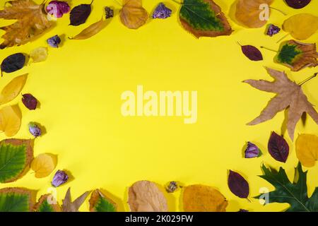 Autumn leaves and purple dried hibiscus flowers on a yellow background from directly above and a big copy-space in the center. Stock Photo