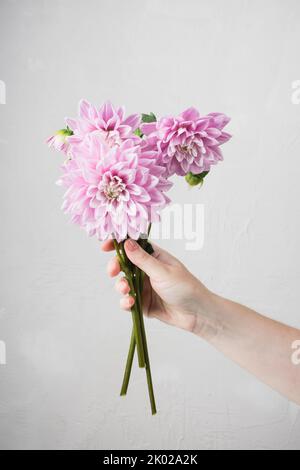 Pink dahlia flowers bouquet in female hand on white background. Stock Photo