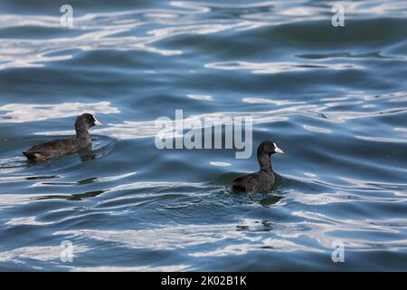two coots swimming in a lake Stock Photo