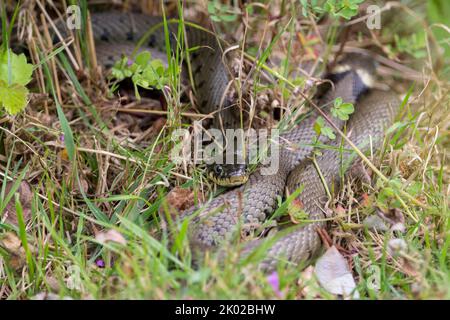 Grass snake (natrix natrix) long greenish body with dark markings along ...