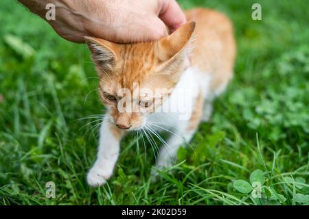 Cuddle a small ginger cat with hand Stock Photo
