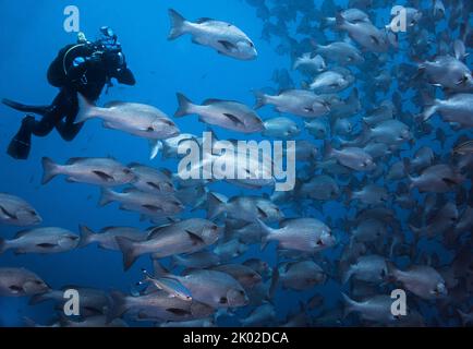 An underwater photographer taking pictures of a large school of Snapper fish Stock Photo