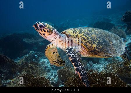 Closeup of a Hawksbill sea turtle underwater on the reef in deep water Stock Photo