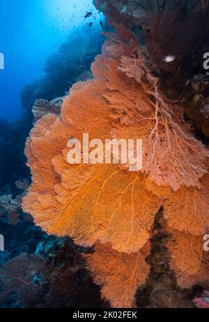 Many Giant sea fans (Anella mollis) growing on a wall in the deep with beautiful bright orange coloration Stock Photo