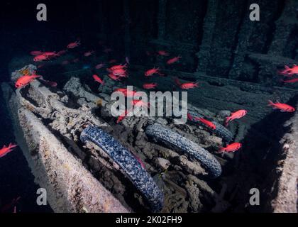 Inside Thistlegorm ship wreck in the Red Sea Stock Photo - Alamy
