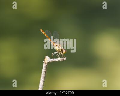 Male Common Darter dragonfly (Sympetrum striolatum) 'obelisking' to keep cool by minimising its surface area directly exposed to the sun Stock Photo