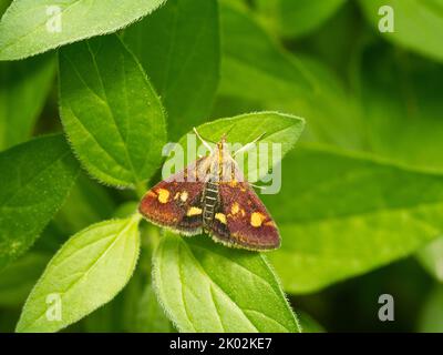 Mint moth / Small Purple & Gold (Pyrausta aurata) Stock Photo