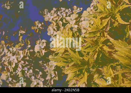 Common coleus plants growing in the sunny summer meadow in a bright faded background illustration. Stock Photo