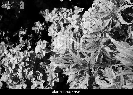 Common coleus plants growing in the sunny summer meadow in a faded black and white background. Stock Photo