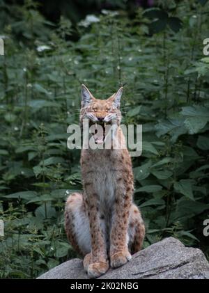 A vertical shot of a hissing Lynx while sitting on a rock in a forest Stock Photo