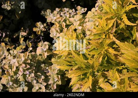 Common coleus plants growing in the sunny summer meadow. Stock Photo