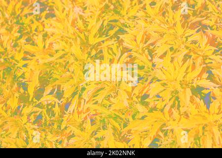 Common coleus plants growing in the sunny summer meadow in a bright faded background illustration. Stock Photo