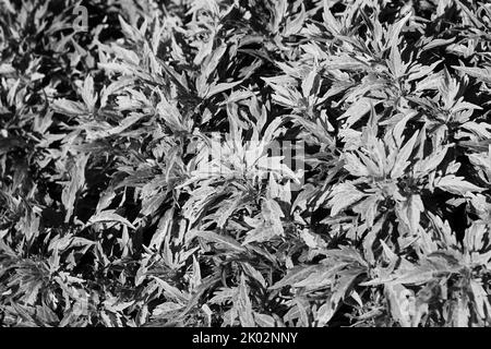 Common coleus plants growing in the sunny summer meadow in a faded black and white background. Stock Photo