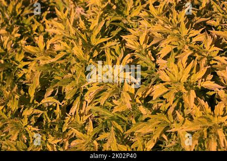 Common coleus plants growing in the sunny summer meadow. Stock Photo