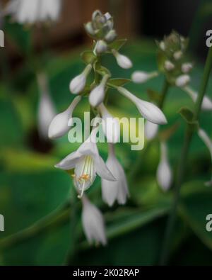 A vertical closeup shot of small Fragrant plantain lily flower with blur background Stock Photo