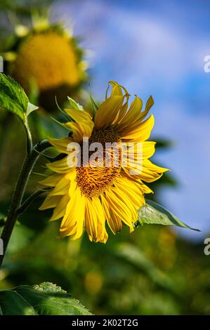 The close-up vertical view of the sunflower head in the field under the sunlight Stock Photo