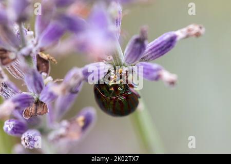 A closeup of rosemary beetle (Chrysolina americana) on blooming lavender flower on blurred background Stock Photo