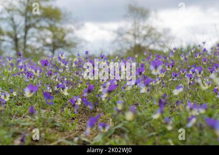 Pansy, nature, flowers purple, landscape, wild, Viola tricolor) Stock Photo