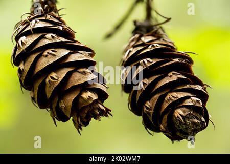 A shallow focus shot of two pine cones Stock Photo