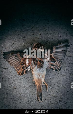 Dead sparrow with spread wings Stock Photo
