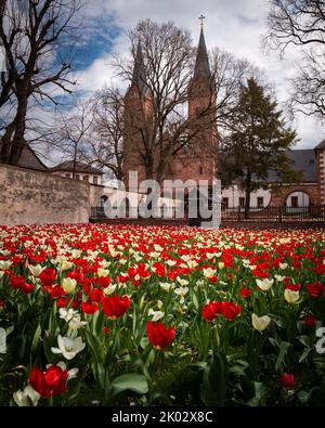 Germany, Hesse, Offenbach, Seligenstadt, Seligenstadt monastery, Benedictine abbey with red and white tulips in the monastery courtyard in springtime Stock Photo