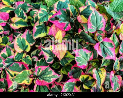 A closeup of houttuynia cordata 'chameleon'. Beautiful colorful foliage. Stock Photo