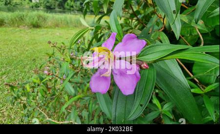 A Malabar melastome (Melastoma malabathricum) in the garden Stock Photo