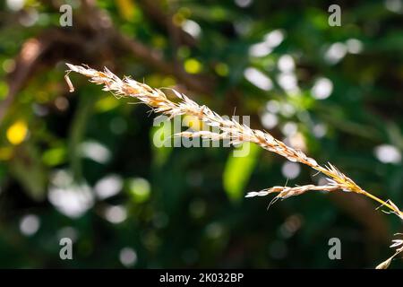 A closeup of Indiangrass (Sorghastrum nutans) under sunlight on blurred background Stock Photo