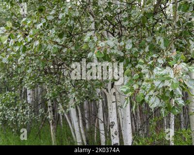 Alaskan birch trees growing densely in wetland of Yukon Territory. Stock Photo