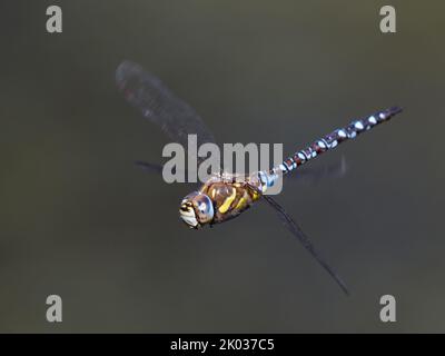 Male Migrant Hawker (Aeshna mixta) dragonfly in flight Stock Photo