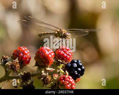 Female Common Darter dragonfly (Sympetrum striolatum) perched on blackberries Stock Photo