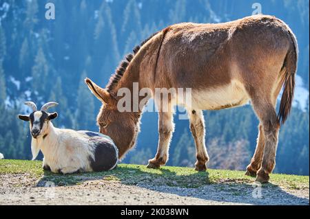 Domestic donkey (Equus asinus asinus), domestic goat (Capra aegagrus hircus), animal friendship, mountains, Aurach Game Park, Kitzbühl, Austria, Europe Stock Photo