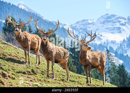 Red deer (Cervus elaphus) in the Alps, male, Aurach Game Park, Kitzbühel, Austria, Europe Stock Photo