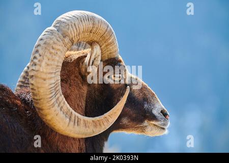 European mouflon (Ovis aries musimon) in the Alps, ram, Aurach Game Park, Kitzbühl, Austria, Europe