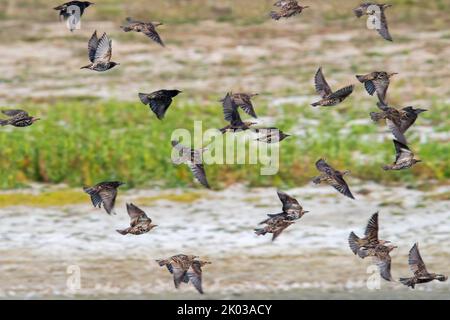 Flock of young European starlings / common starlings (Sturnus vulgaris) juveniles in flight in late summer / early autumn Stock Photo